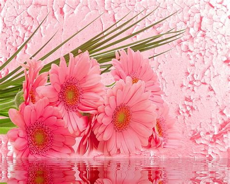 Pink Gerbera Flowers Hd Wallpaper Peakpx