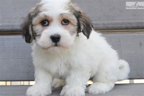 White Male Havanese Puppy For Sale Near Dayton Springfield Ohio