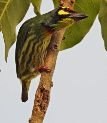 Coppersmith Barbet Wildlife Of Goodearth Malhar Bangalore