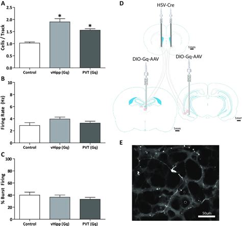 Chemogenetic Activation Of The Pathways From The VHipp And The PVT To