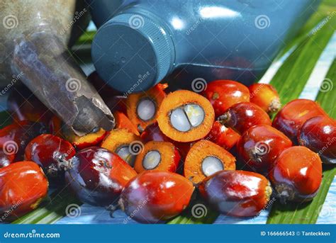 African Oil Palm Elaeis Guineensis Stock Image Image Of Indonesia