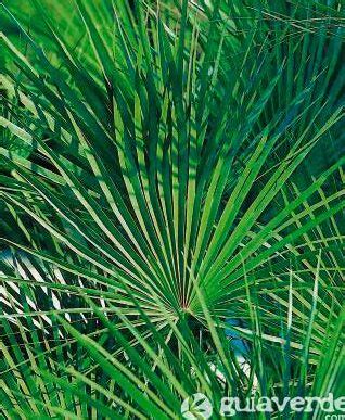 Gu A Completa Para El Cuidado De Chamaerops Humilis La Palmera Enana