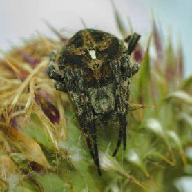 Pictures of Araneus angulatus