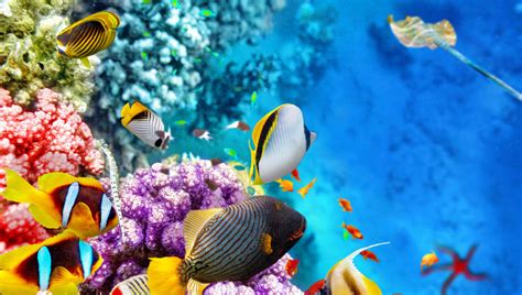 Great Barrier Reef Diving Holidays The Complete Guide Start Travel