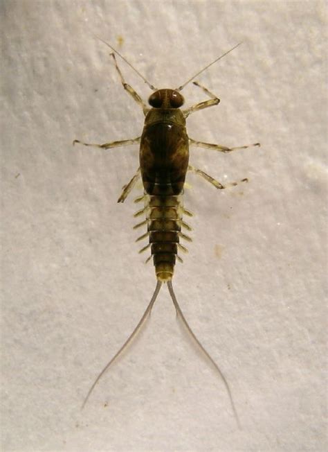 Macroinvertebrate Lab