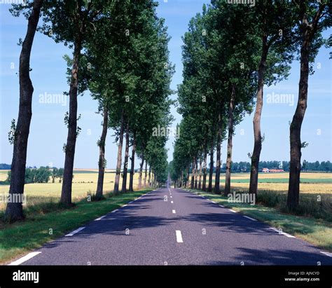 Tree Lined Road Stock Photo Alamy