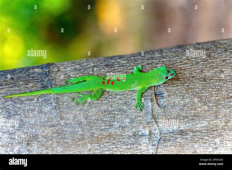 Phelsuma Grandis Endemic Diurnal Arboreal Species Of Day Gecko Part