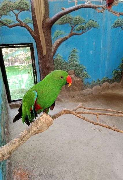 Loro Eclectus Verde Posado En Una Percha De Rama Foto Premium