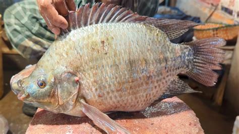 Amazing Tilapia Fish Cutting Cleanning Skills In Fish Market Youtube