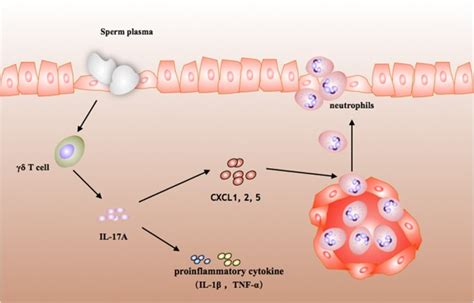 Seminal plasma induces inflammation in the uterus through the γδ T IL