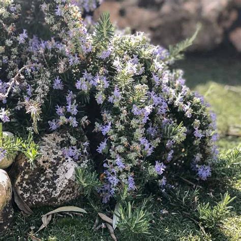 Rosmarinus Officinalis Prostratus Romarin Rampant