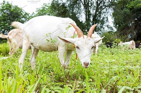 Goat In Farm Photos Goat Eating Grass In Farm From Central Of Thailand