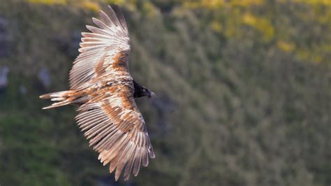 Bearded Vulture Mystery Of Bird S Uk Appearance Solved Bbc News