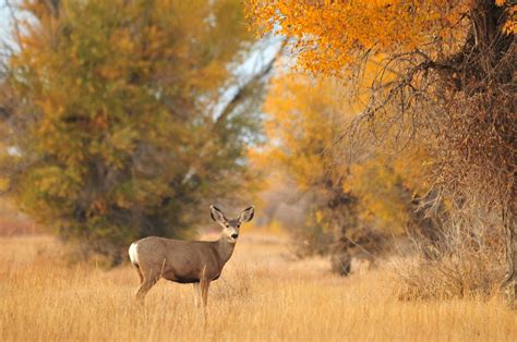 This Bill Would Bring $1.4 Billion to America's Wildlife | Outdoor Life