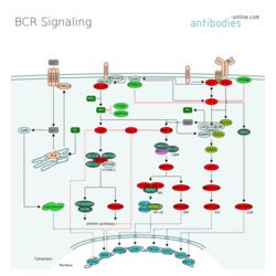 Pathways BCR Signaling Anticorps Enligne Fr