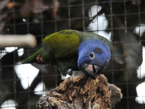 The Online Zoo - Blue-headed Parrot