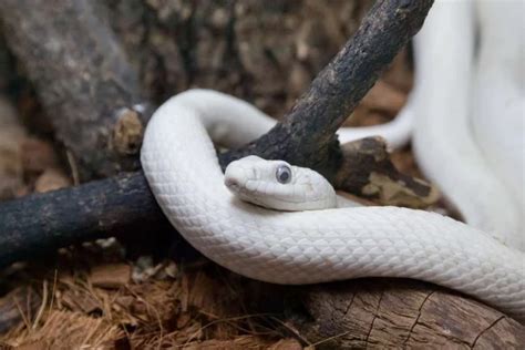 Sonhar Cobra Branca Significados e Interpretações