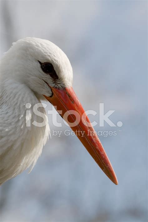 White Stork Stock Photo | Royalty-Free | FreeImages