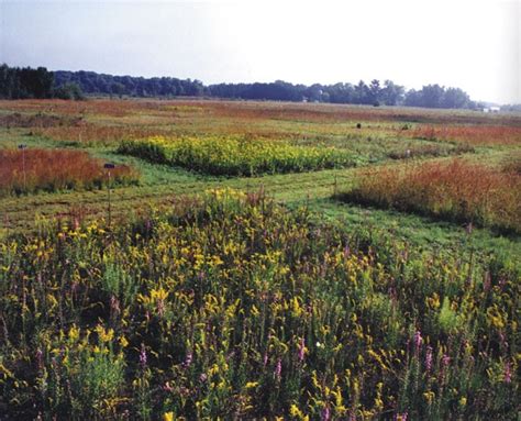 Causes, consequences and ethics of biodiversity | Nature