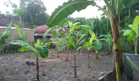 Cara Menanam Pisang Agar Cepat Berbuah Lebat Dan Menguntungkan