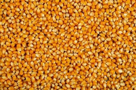 Yellow Hybrid Maize Corn Seeds For Agriculture Packaging Type Loose