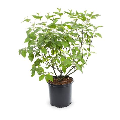 2 Gallon White Red Twig Dogwood Accent Shrub In Pot At