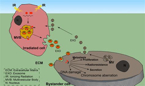 Exosome Mediated Bystander Effects IR Directly Induces Damage And