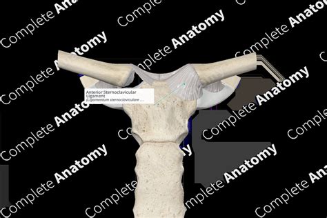 Anterior Sternoclavicular Ligament Complete Anatomy