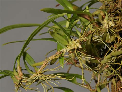 Bulbophyllum Ochroleucum Hortus Botanicus Leiden Netherlands