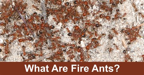 What Are Fire Ants? Are They Dangerous? - SciFAQs