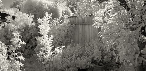 Free Images Tree Forest Branch Snow Winter Black And White