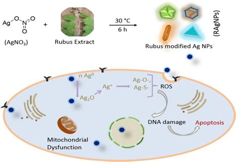 Representative Reaction For RAgNPs Formation And Schematic For