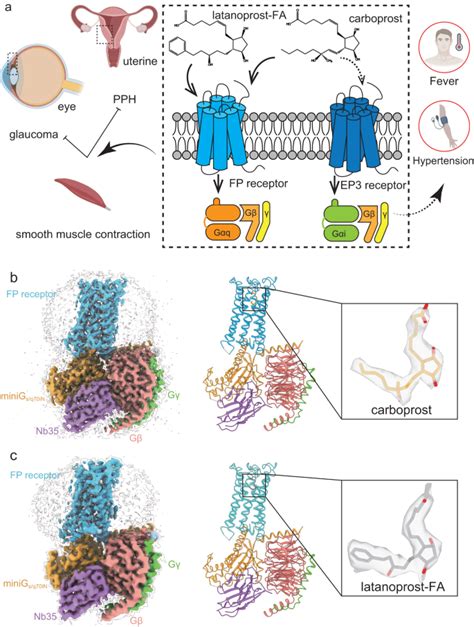 Structures Of Human Prostaglandin F Receptor Reveal The Mechanism Of