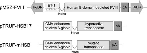 Sustained Fviii Expression And Phenotypic Correction Of Hemophilia A In