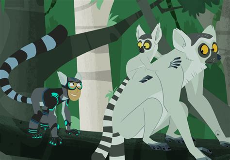 Ring Tailed Lemur The Kratt Brothers Wiki Fandom