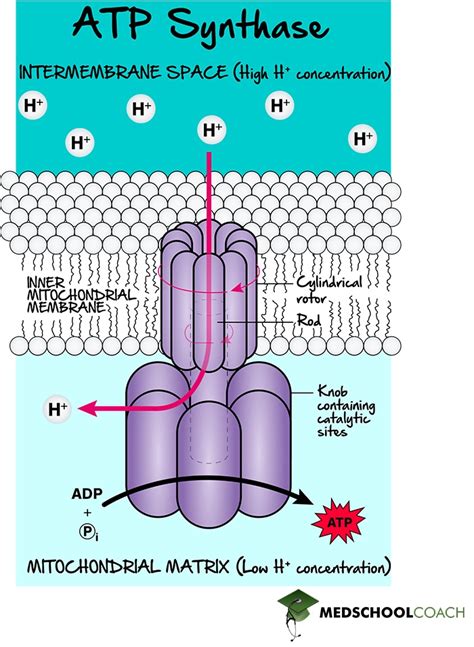 Chemiosmotic Coupling Proton Motive Force Mcat Biochemistry