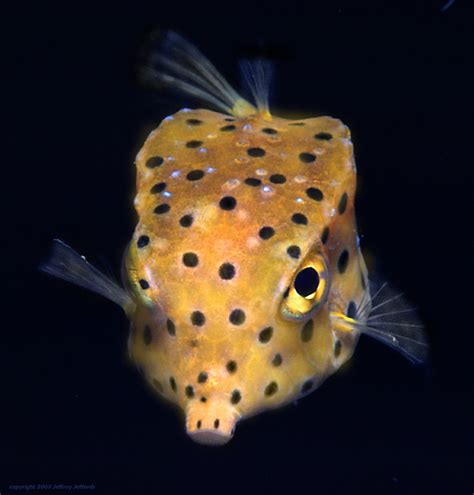 yellow boxfish #2, Ostracion cubicus