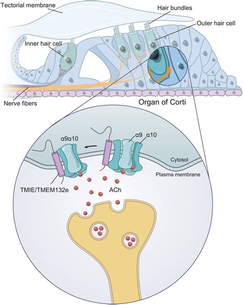 Nicotinic Acetylcholine Receptor