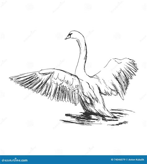 Hand Sketch Swan Taking Off Stock Vector Illustration Of Wildlife