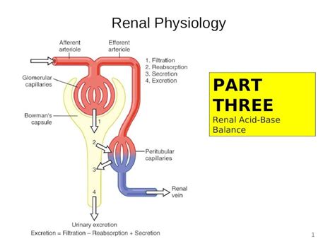 Ppt Renal Physiology 1 Part Three Renal Acid Base Balance Dokumen Tips