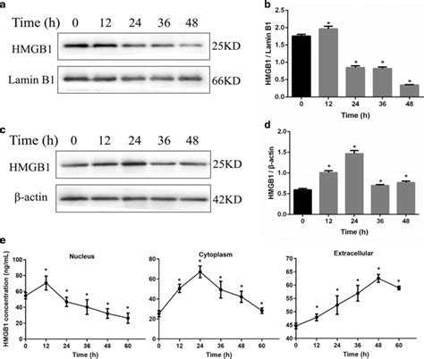 Massive Release Of Hmgb1 From Nucleus To Cytoplasm And Its Accumulation