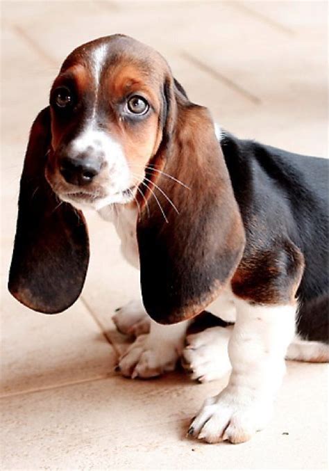 Top 20 Cutest Dog Breeds Around The World Basset Puppies Basset