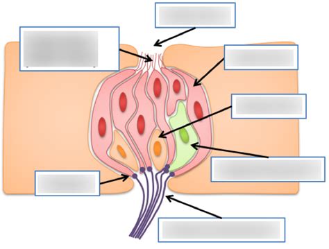 Anatomy of taste receptors Diagram | Quizlet