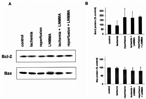 Bcl 2 And Bax Protein Expression A Protein Was Obtained From Rat Download Scientific Diagram