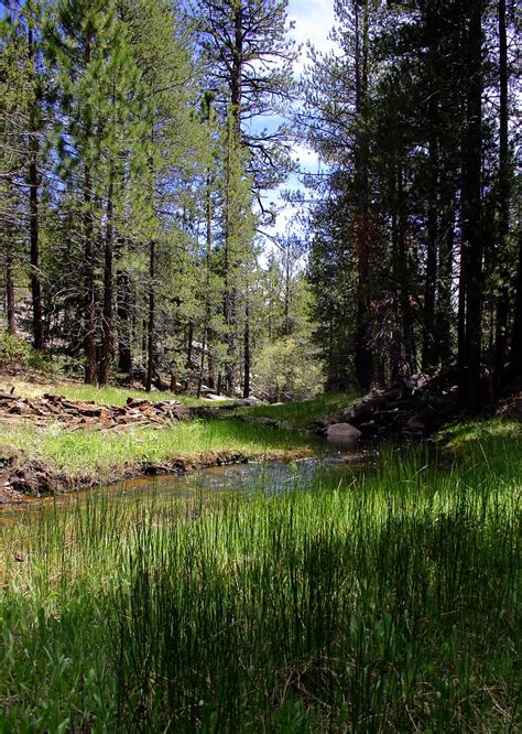 060528134421 Checking Out Jackass Creek In One Spot W Flickr