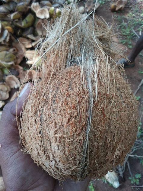 A Grade Pollachi Semi Husked Coconut Packaging Size Kg Coconut