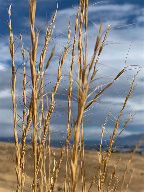 Bluebunch Wheatgrass — Tapteal Native Plants