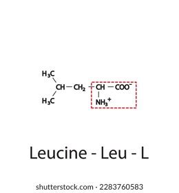 Leucine Leu L Amino Acid Structure Stock Vector Royalty Free