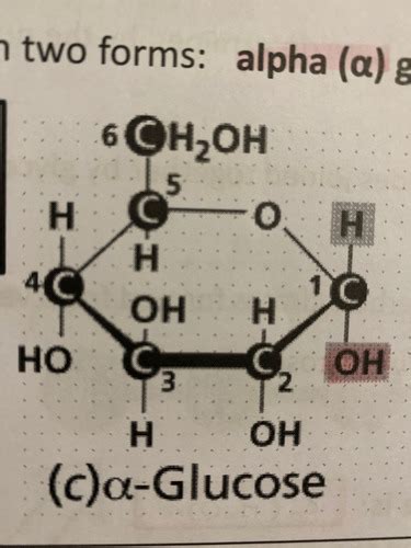 Biological Molecules Flashcards Quizlet