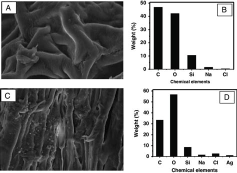 A Scanning Electron Microscope Sem Micrographs Of Rice Roots